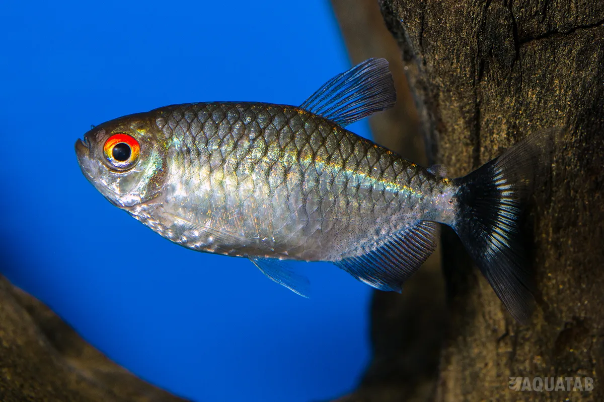 Fotografie druhu Bario sanctaefilomenae