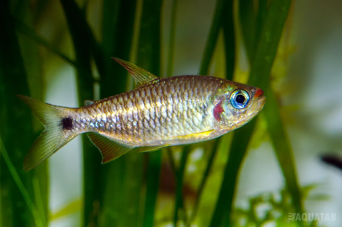 Fotografie druhu Bario cosmops