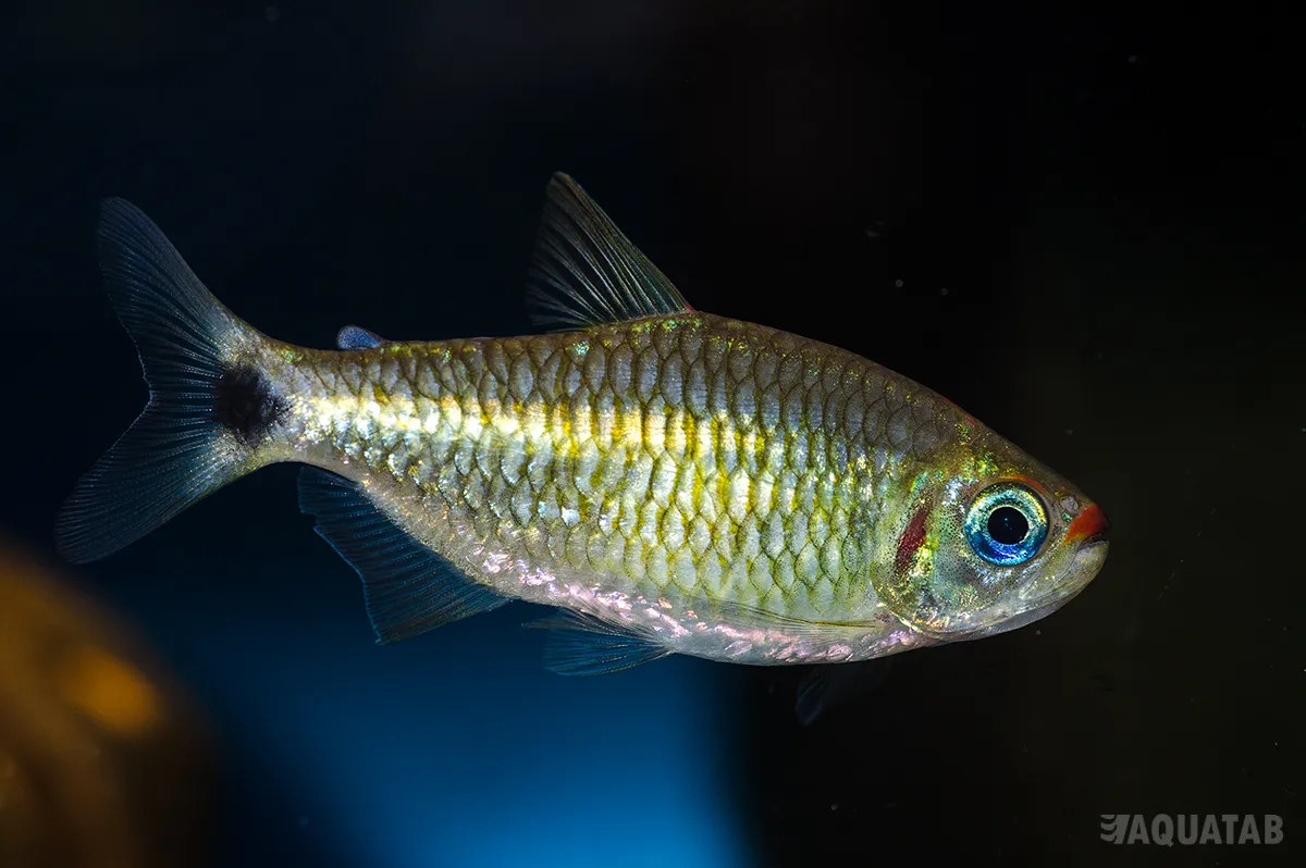 Fotografie druhu Bario cosmops