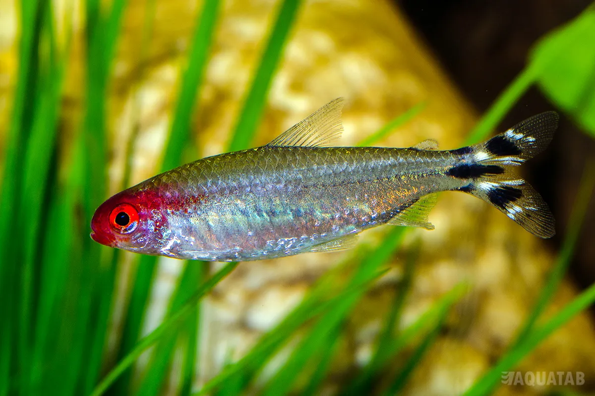 Fotografie druhu Petitella bleheri