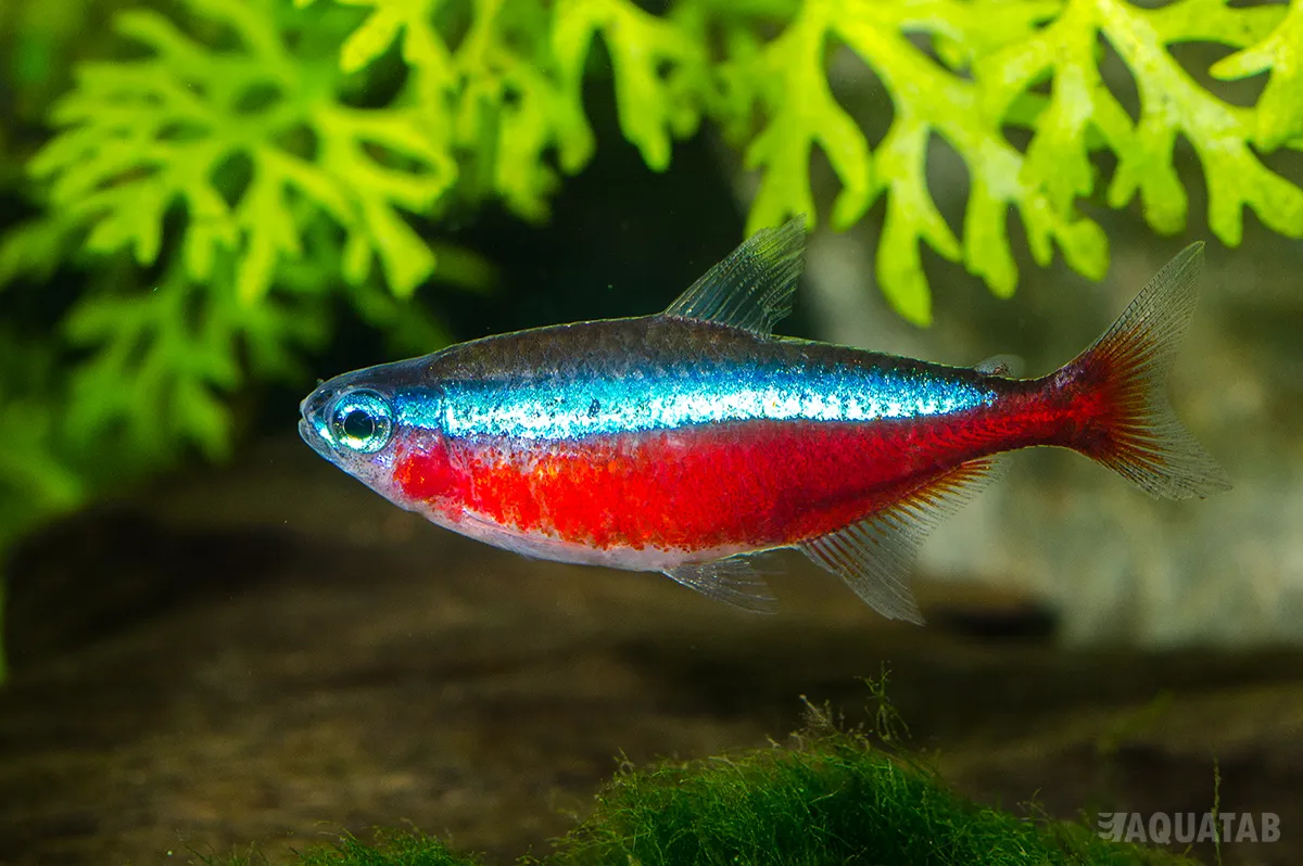 Fotografie druhu Paracheirodon axelrodi