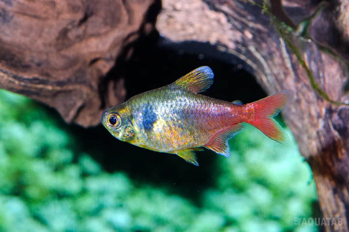 Fotografie druhu Hyphessobrycon roseus