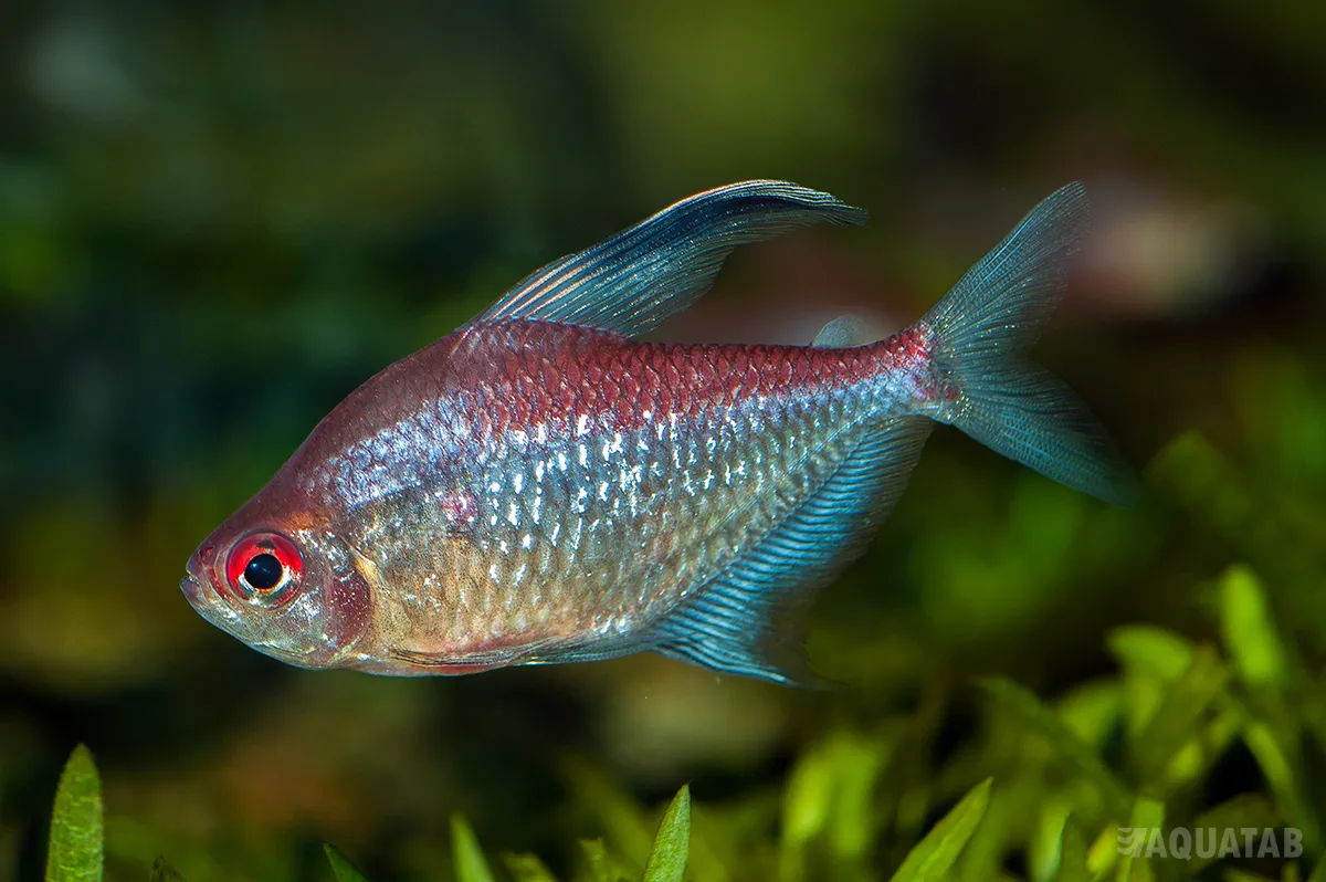 Fotografie druhu Hyphessobrycon pyrrhonotus