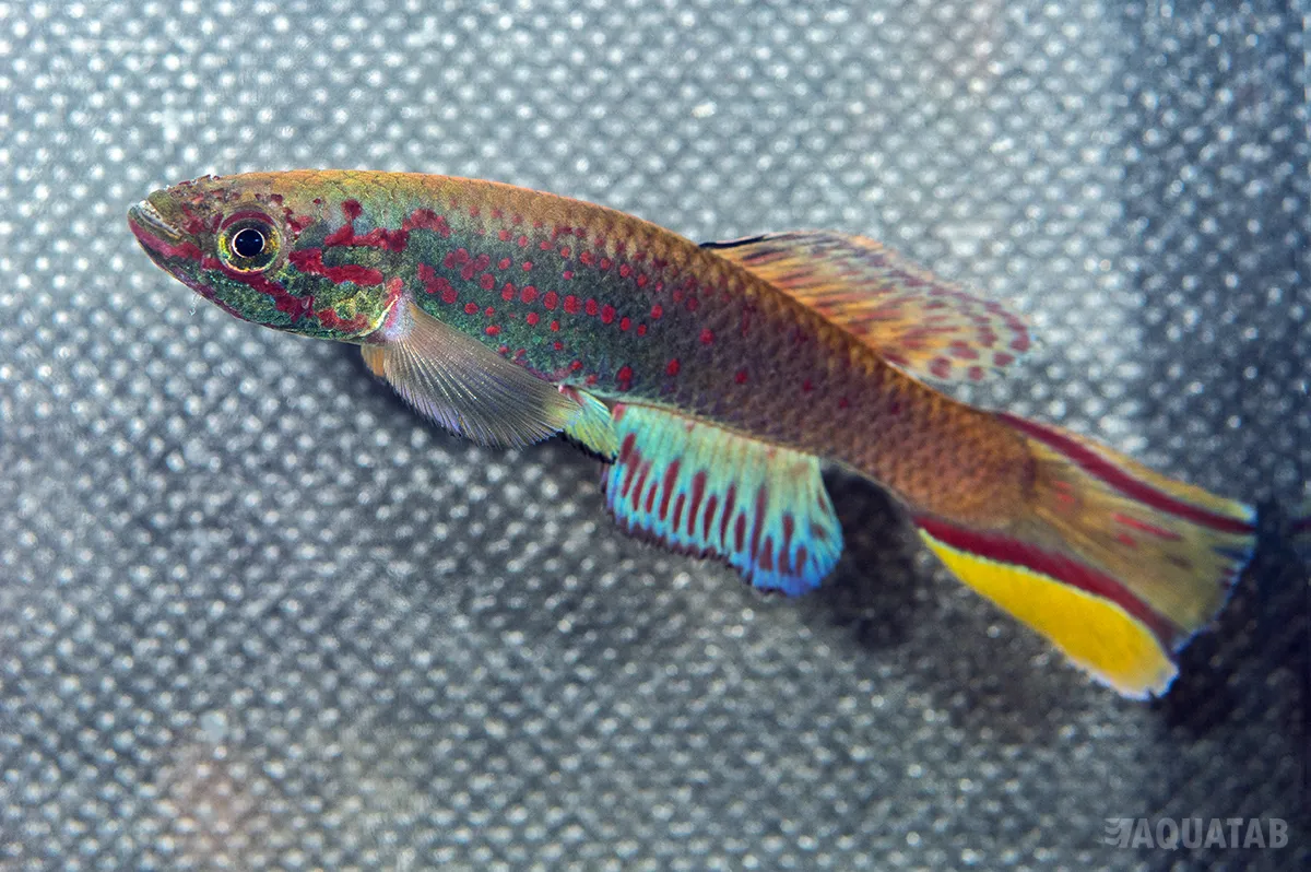 Fotografie druhu Callopanchax monroviae Paynesville L97