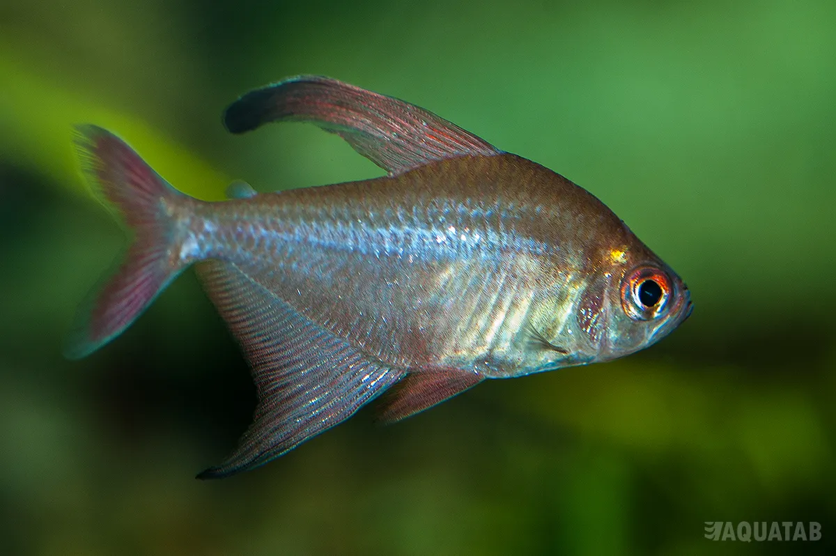 Fotografie druhu Hyphessobrycon jackrobertsi