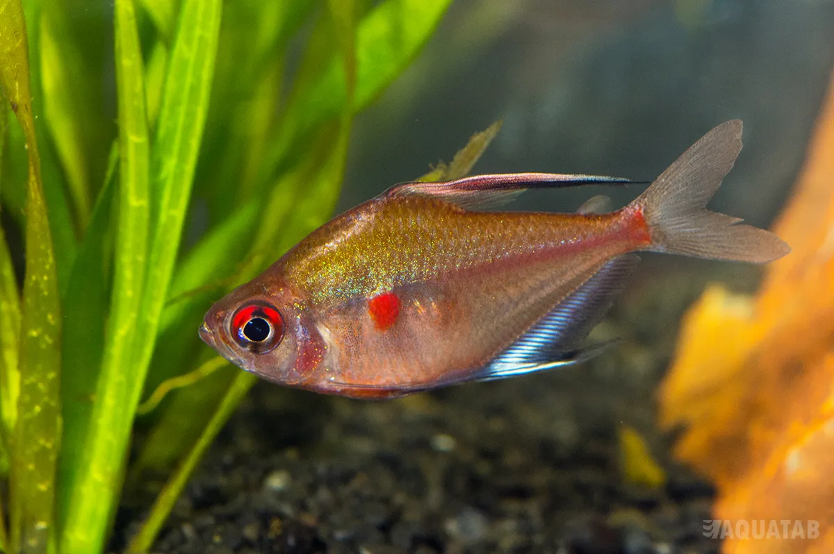 Fotografie druhu Megalamphodus erythrostigma