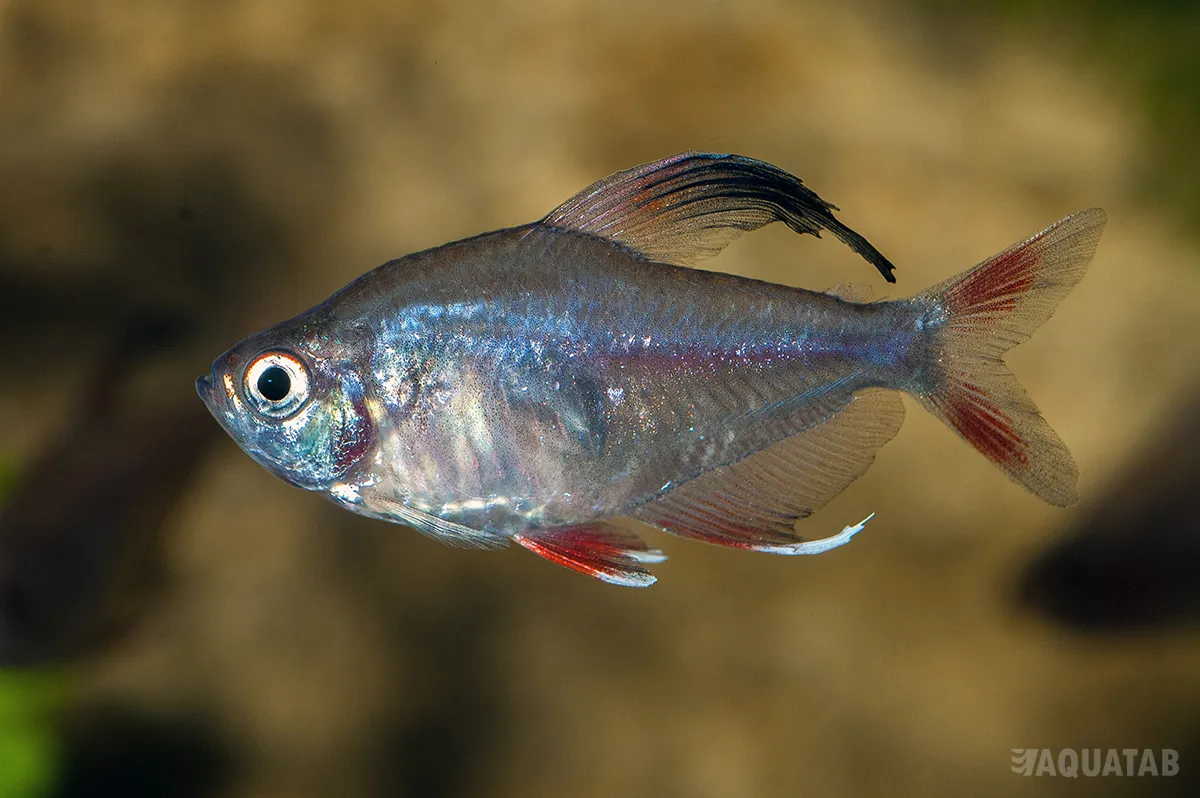 Fotografie druhu Megalamphodus rosaceus