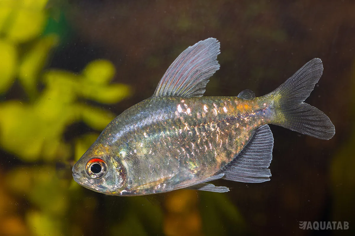 Fotografie druhu Makunaima pittieri