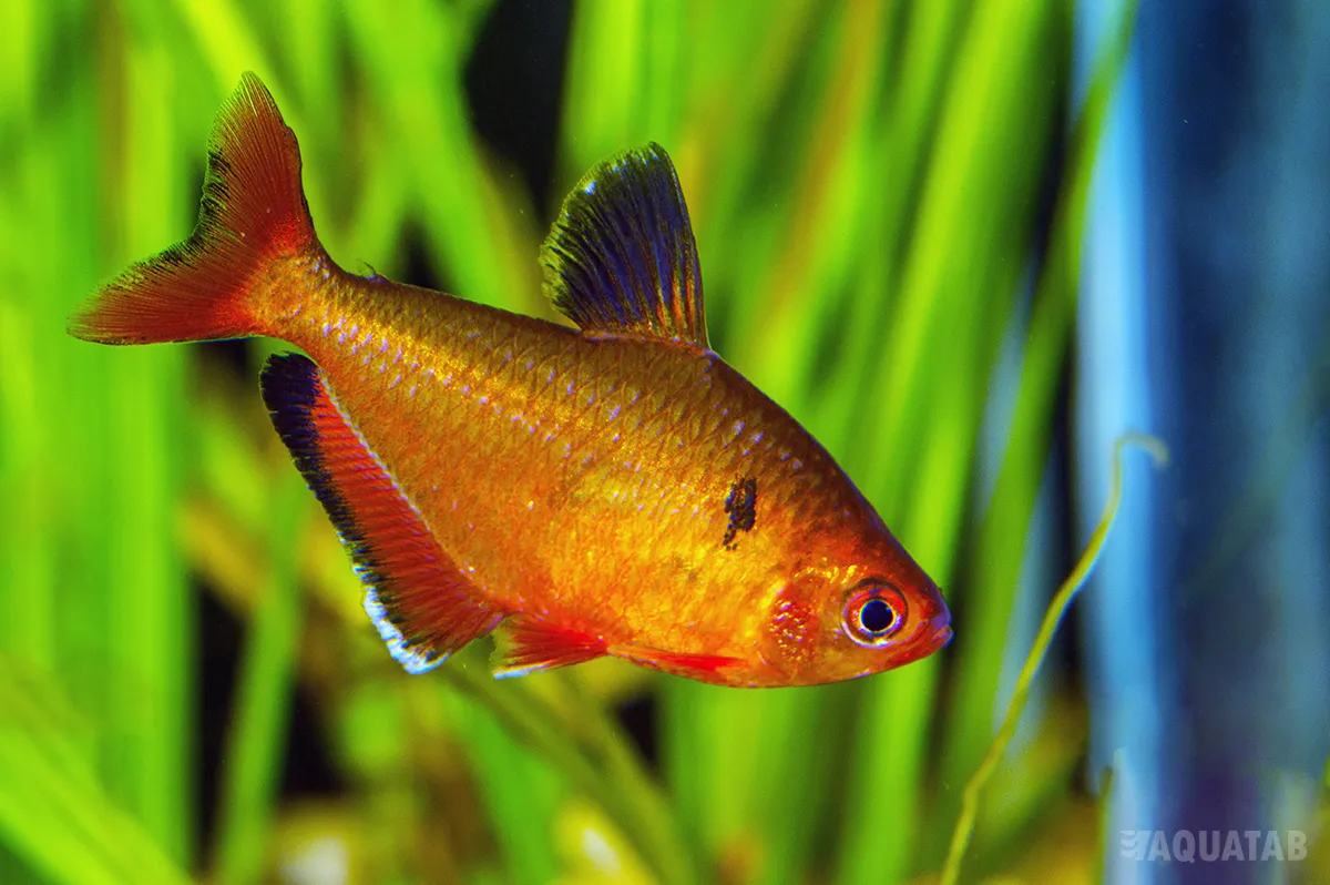 Fotografie druhu Megalamphodus eques