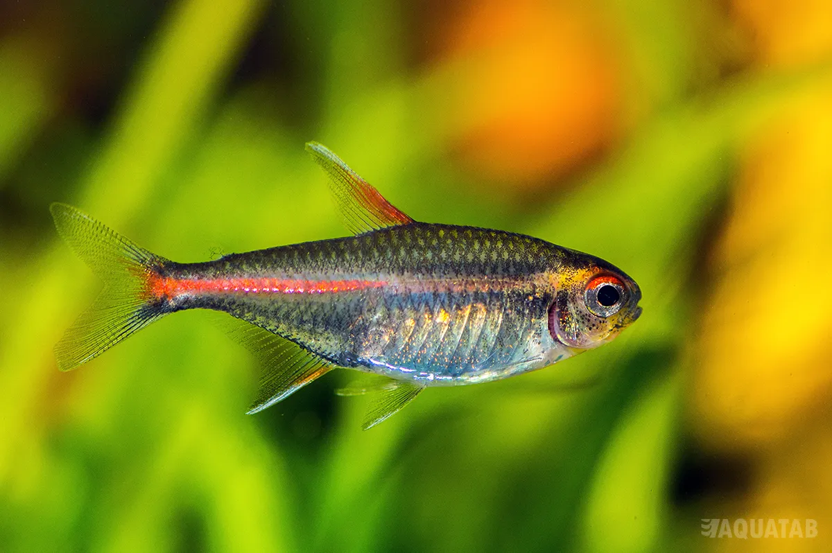 Fotografie druhu Hemigrammus erythrozonus