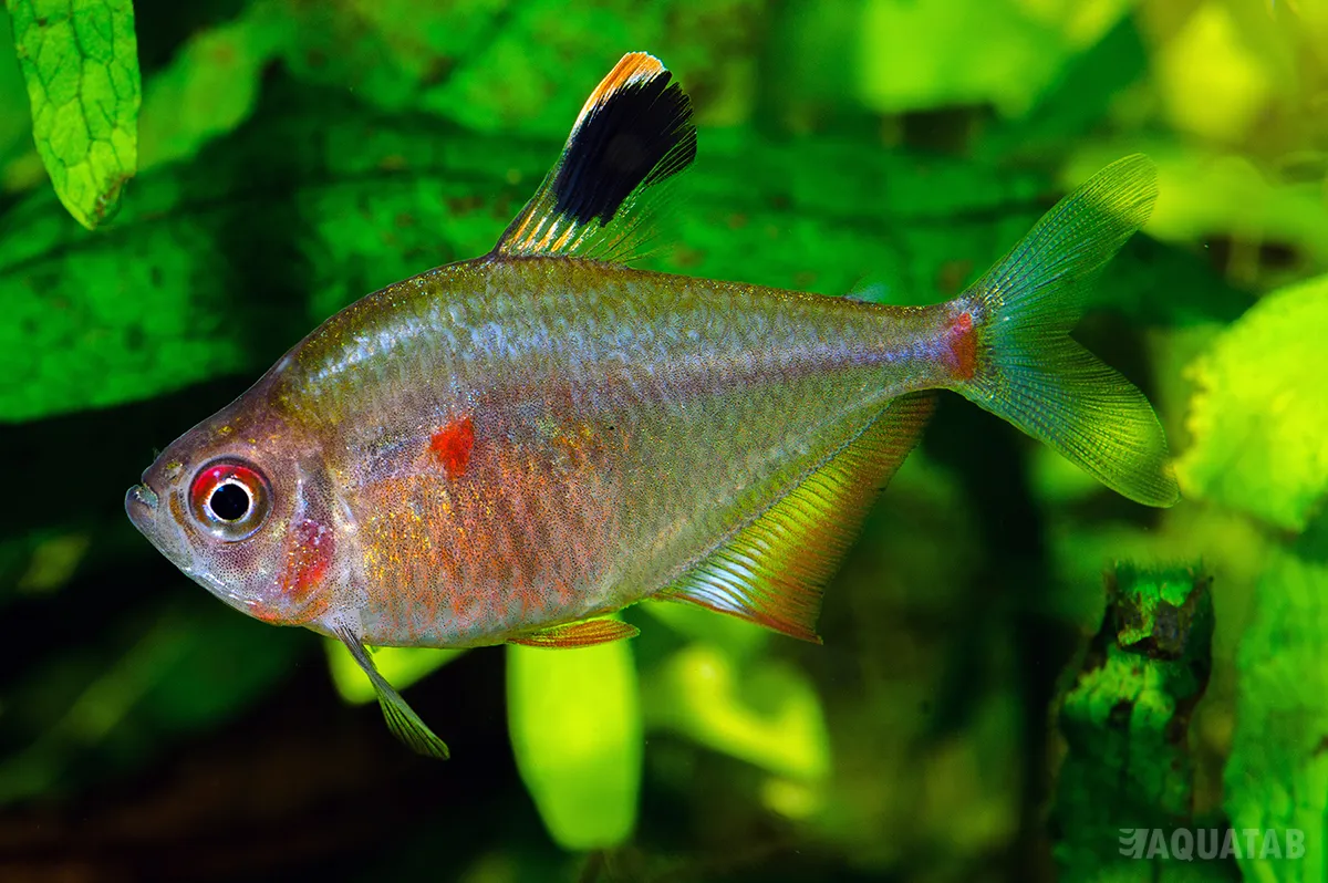 Fotografie druhu Megalamphodus socolofi