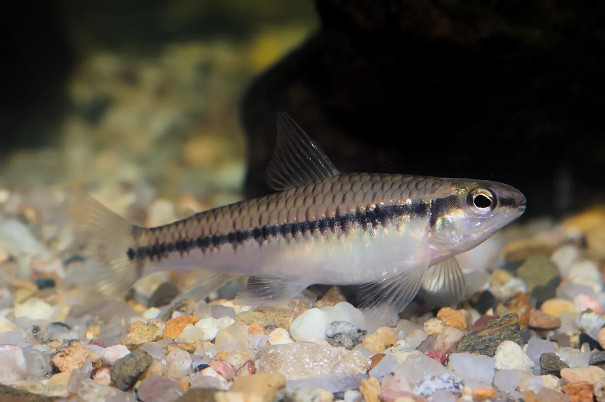 Fotografie druhu Characidium sp.