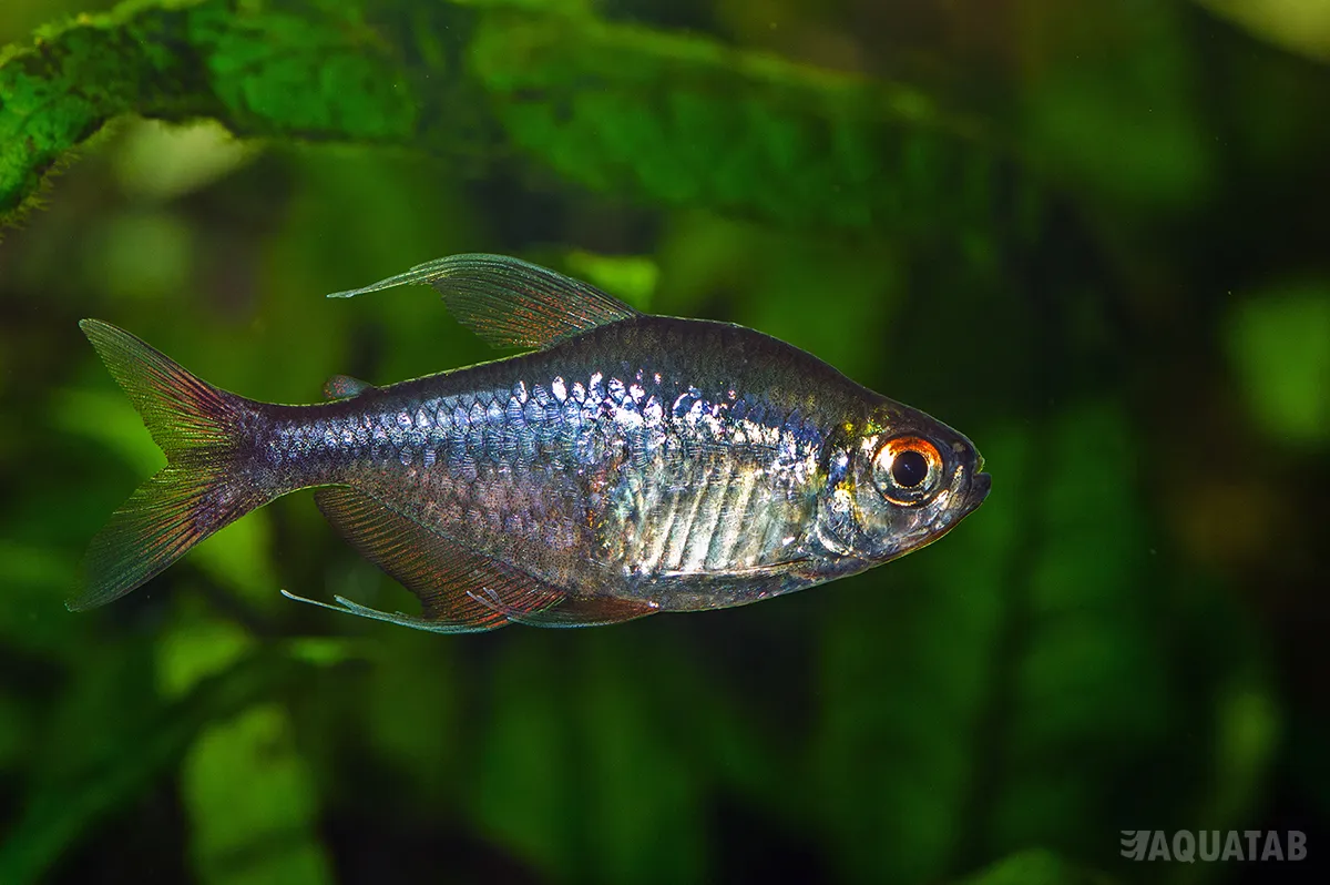 Fotografie druhu Hemigrammus filamentosus