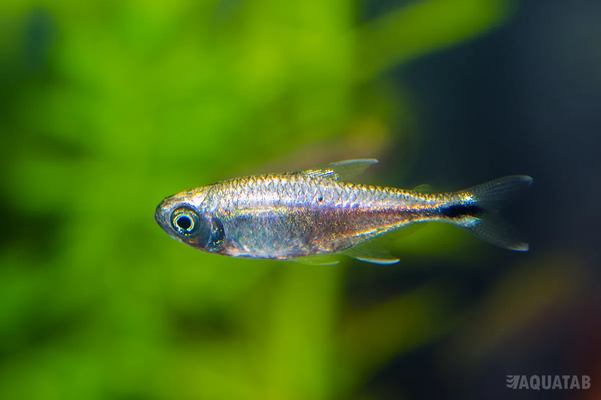 Fotografie druhu Hemigrammus rodwayi