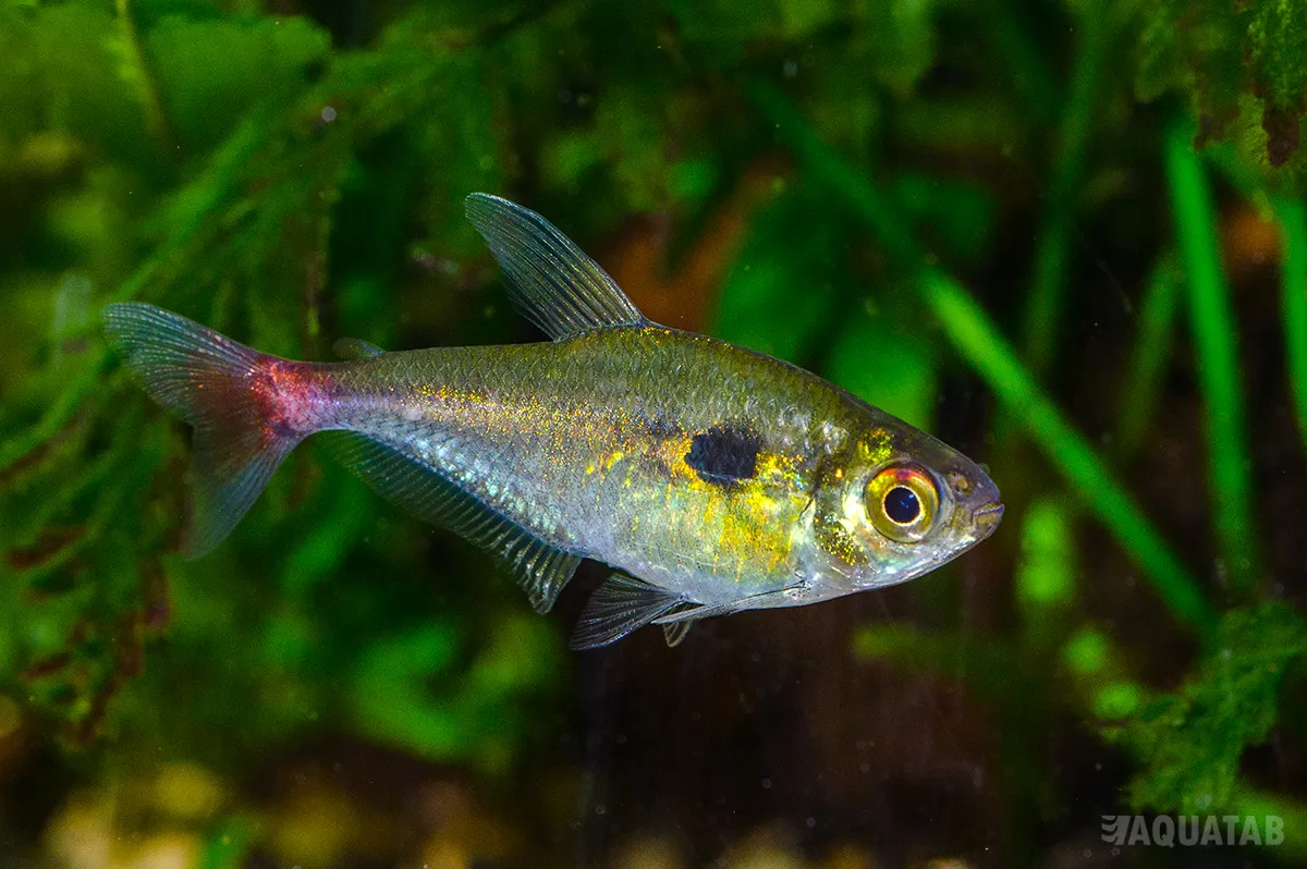 Fotografie druhu Hemigrammus stictus