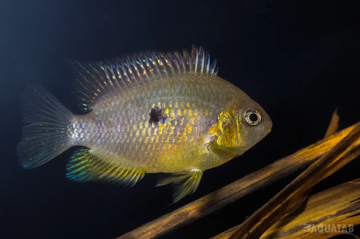 Fotografie druhu Amatitlania altoflava Rio Canaveral