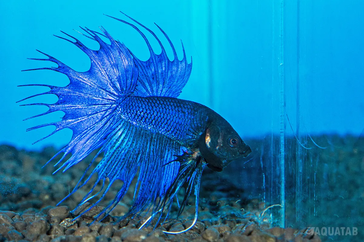 Fotografie druhu Betta splendens