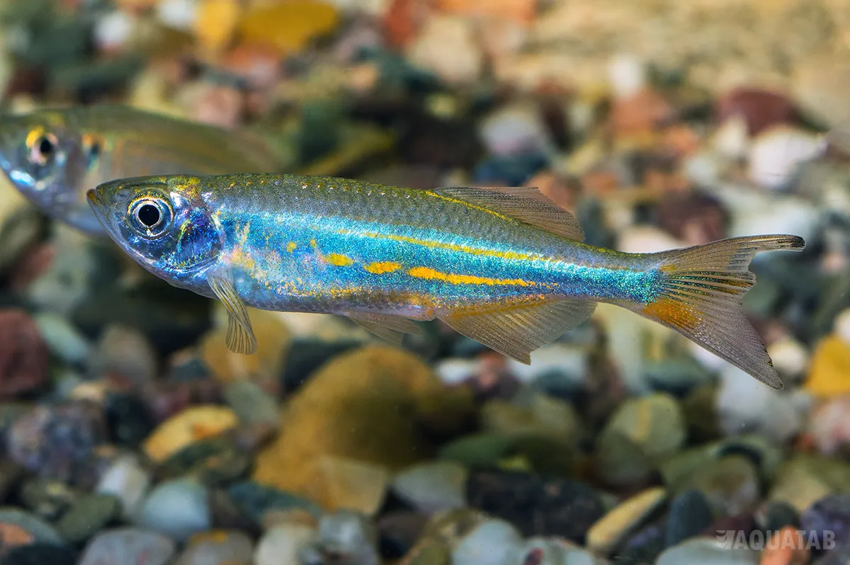 Fotografie druhu Devario malabaricus