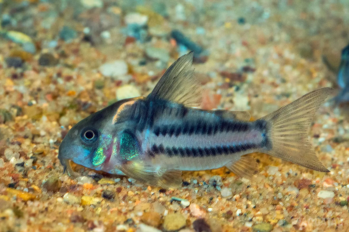 Fotografie druhu Hoplisoma parallelum