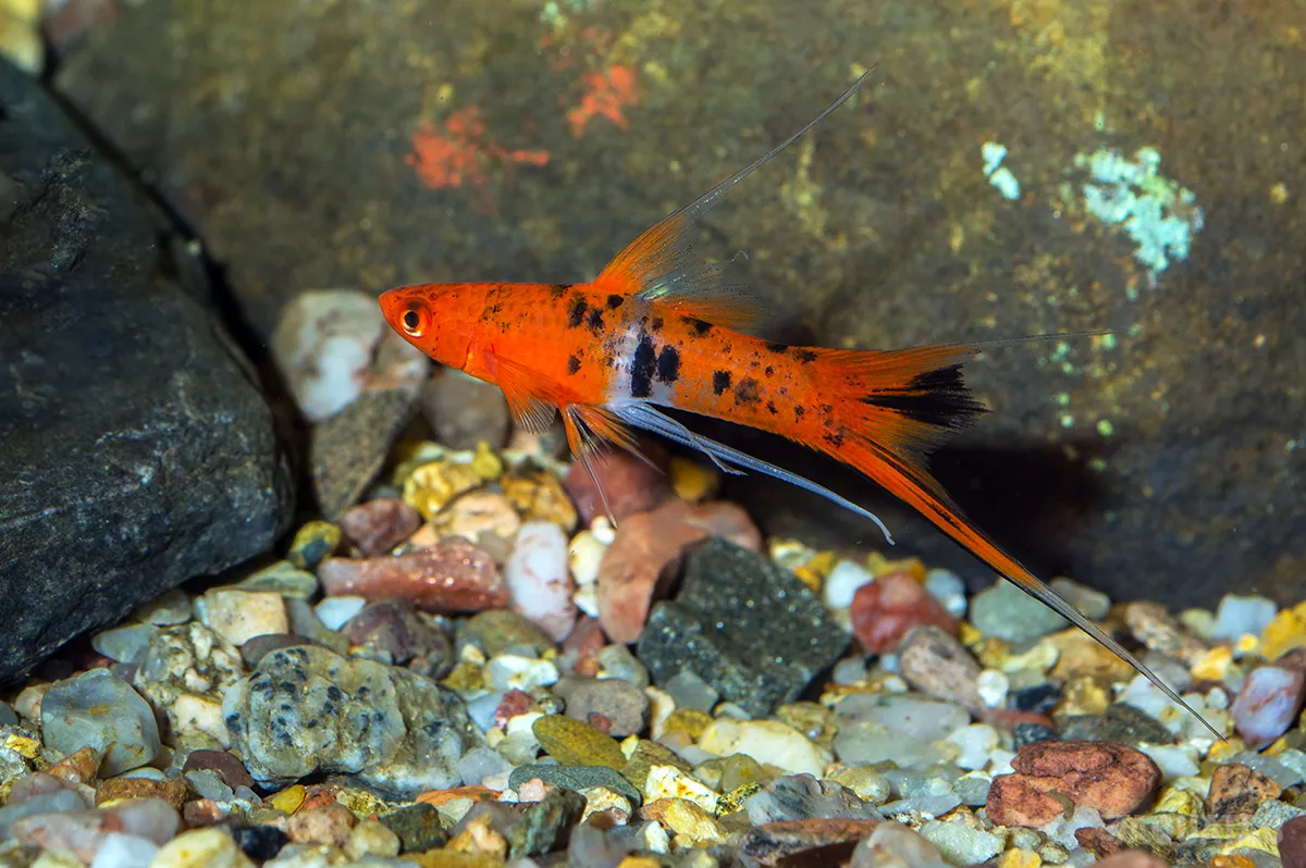 Fotografie druhu Xiphophorus hellerii