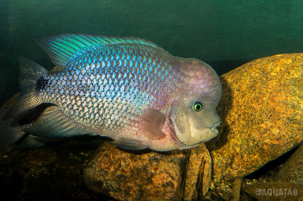 Fotografie druhu Vieja breidohri