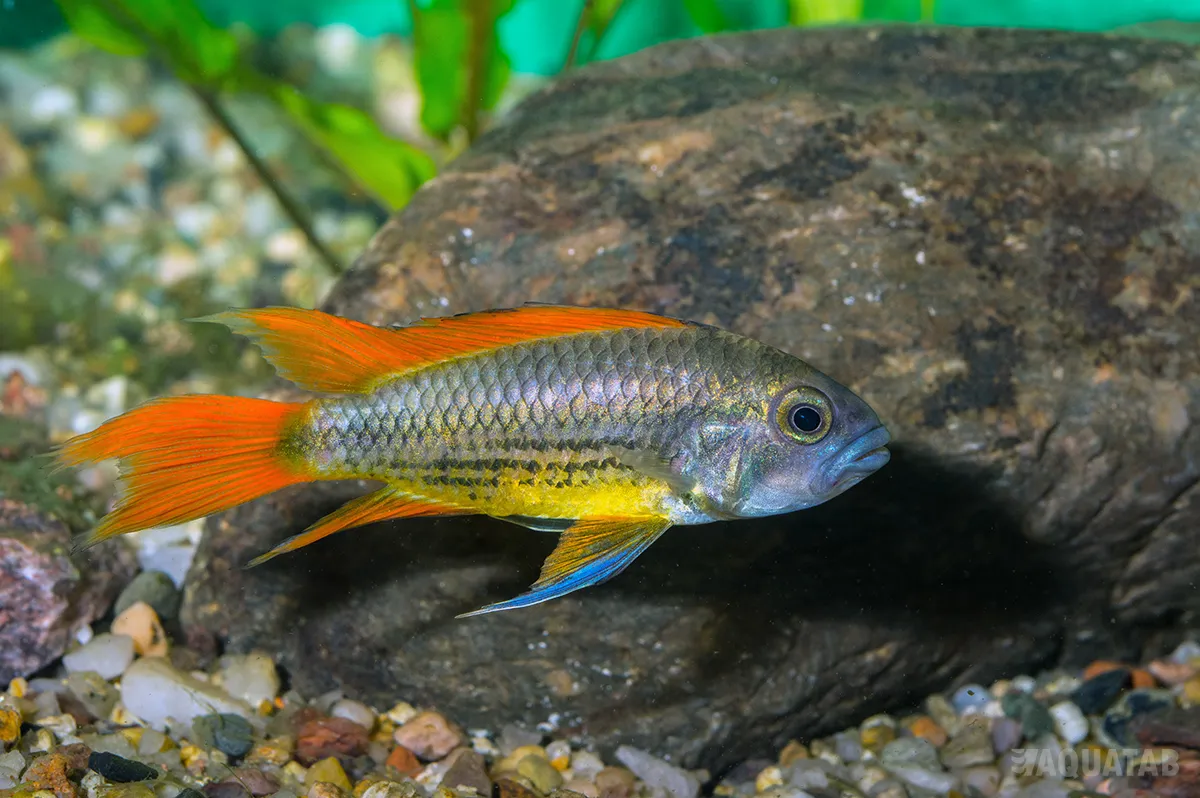 Fotografie druhu Apistogramma cacatuoides