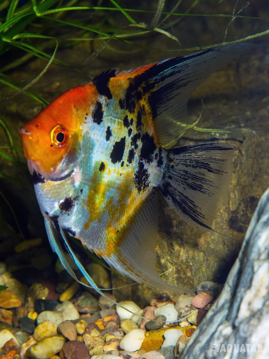 Fotografie druhu Pterophyllum scalare Red Devil