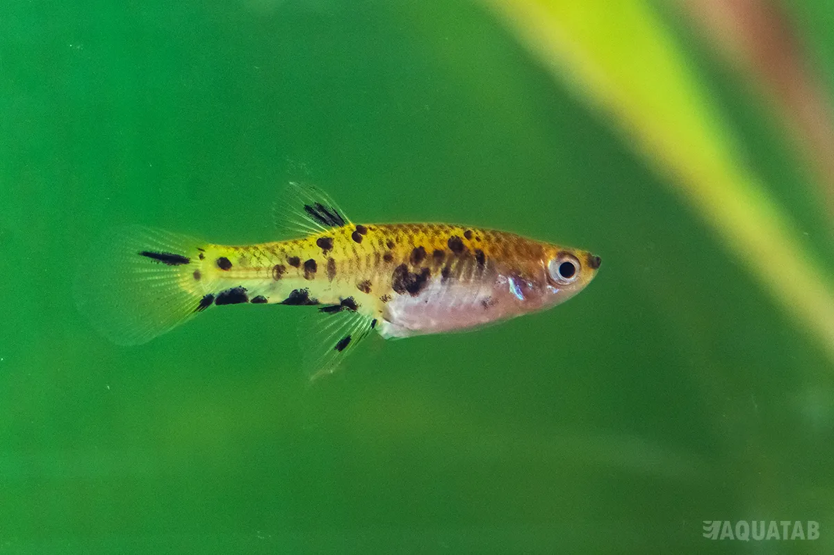 Fotografie druhu Phalloceros caudimaculatus