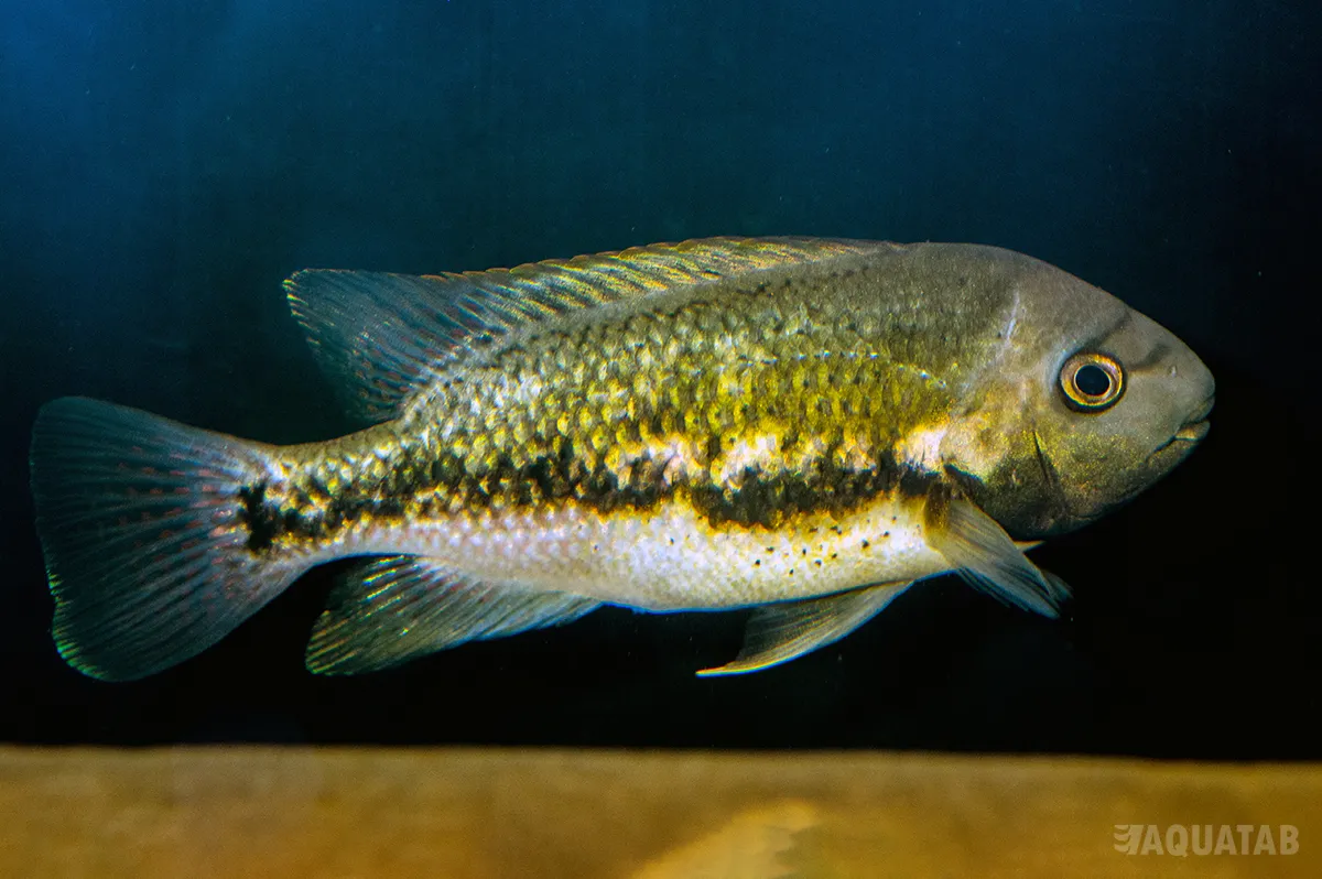 Fotografie druhu Talamancaheros sieboldii