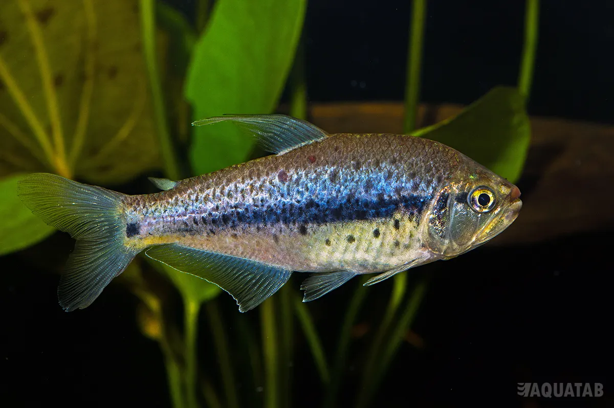 Fotografie druhu Pseudochalceus kyburzi