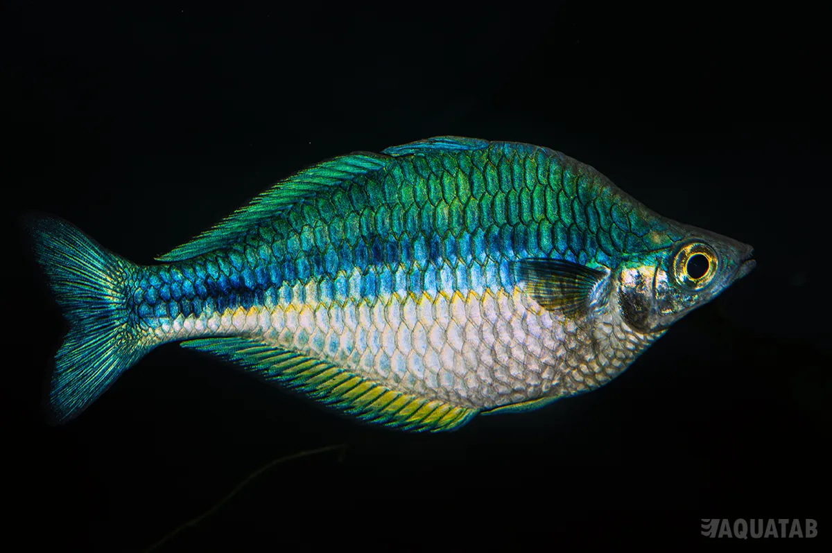 Fotografie druhu Melanotaenia lacustris