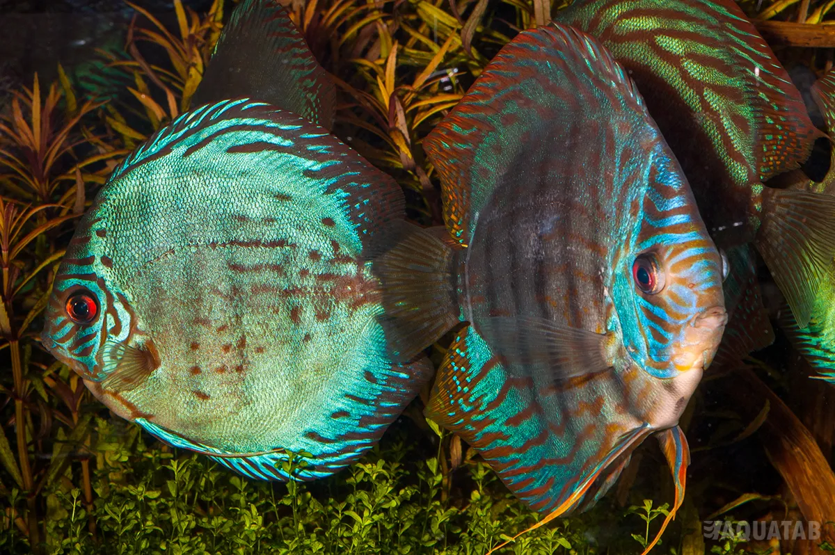 Fotografie druhu Symphysodon aequifasciatus