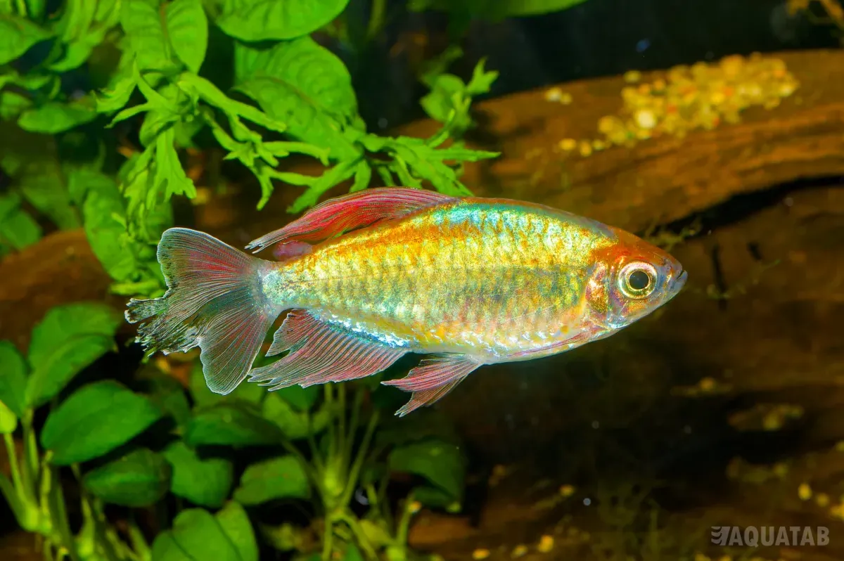 Fotografie druhu Phenacogrammus interruptus