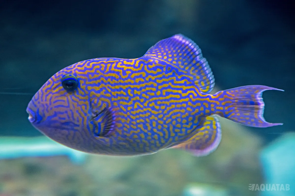 Fotografie druhu Pseudobalistes fuscus