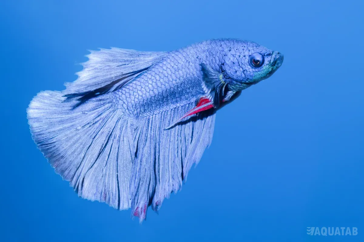 Fotografie druhu Betta splendens