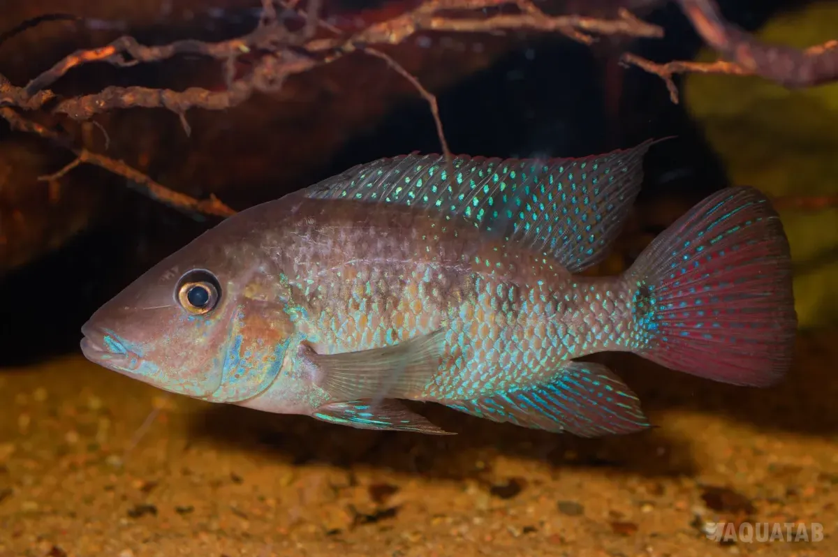 Fotografie druhu Cribroheros robertsoni