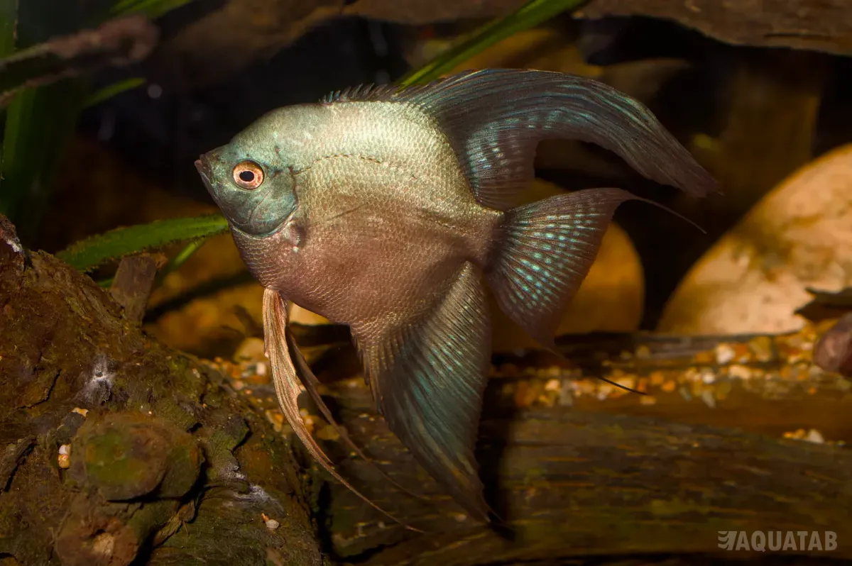 Fotografie druhu Pterophyllum scalare