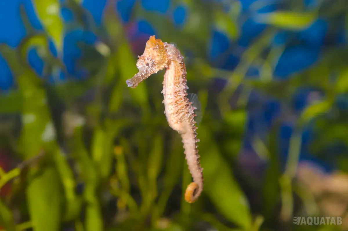 Fotografie druhu Hippocampus erectus