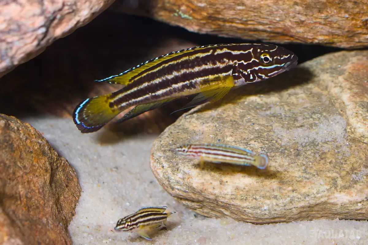 Fotografie druhu Julidochromis regani