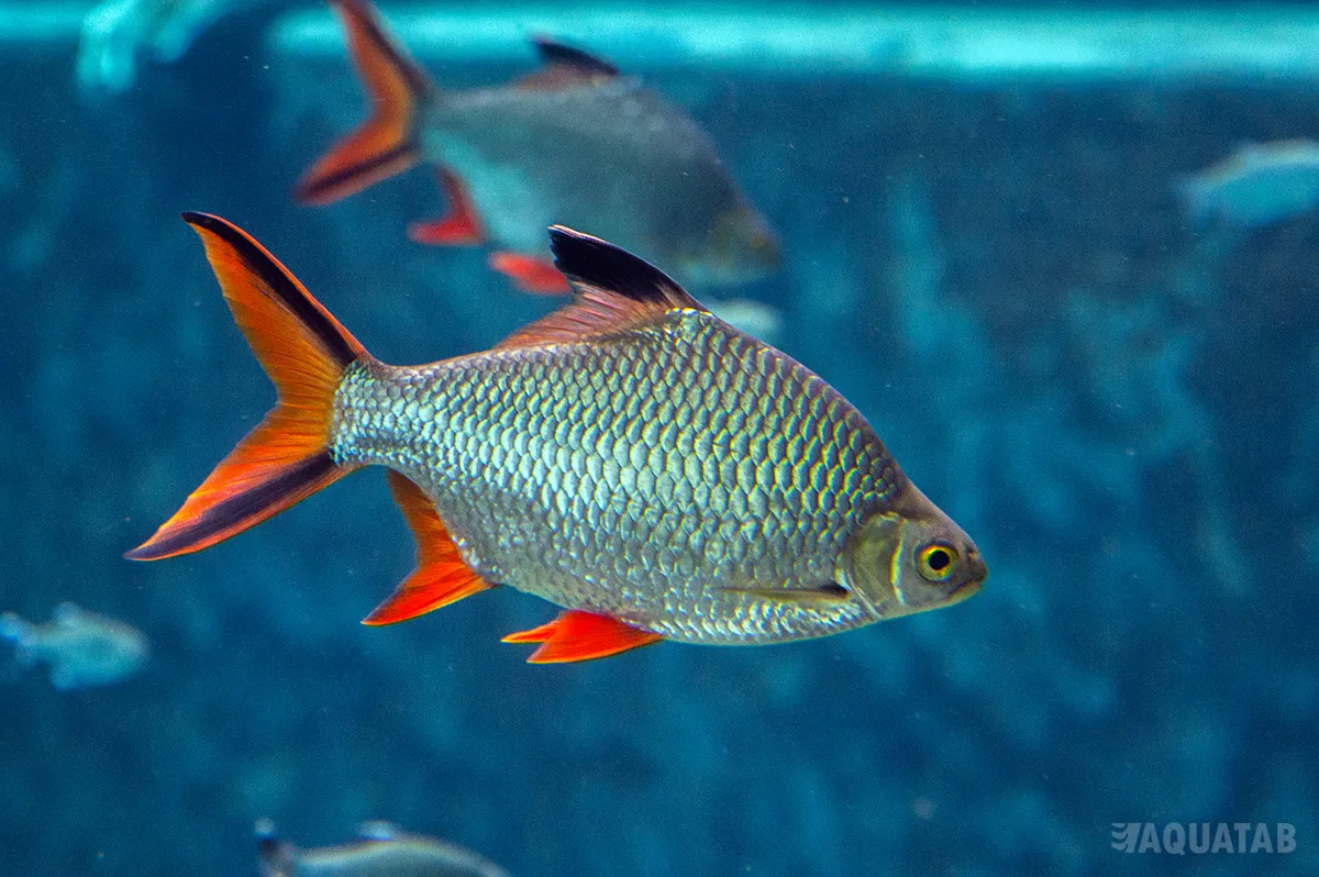Fotografie druhu Barbonymus schwanefeldii