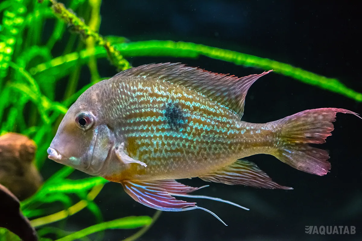 Fotografie druhu Geophagus brachybranchus