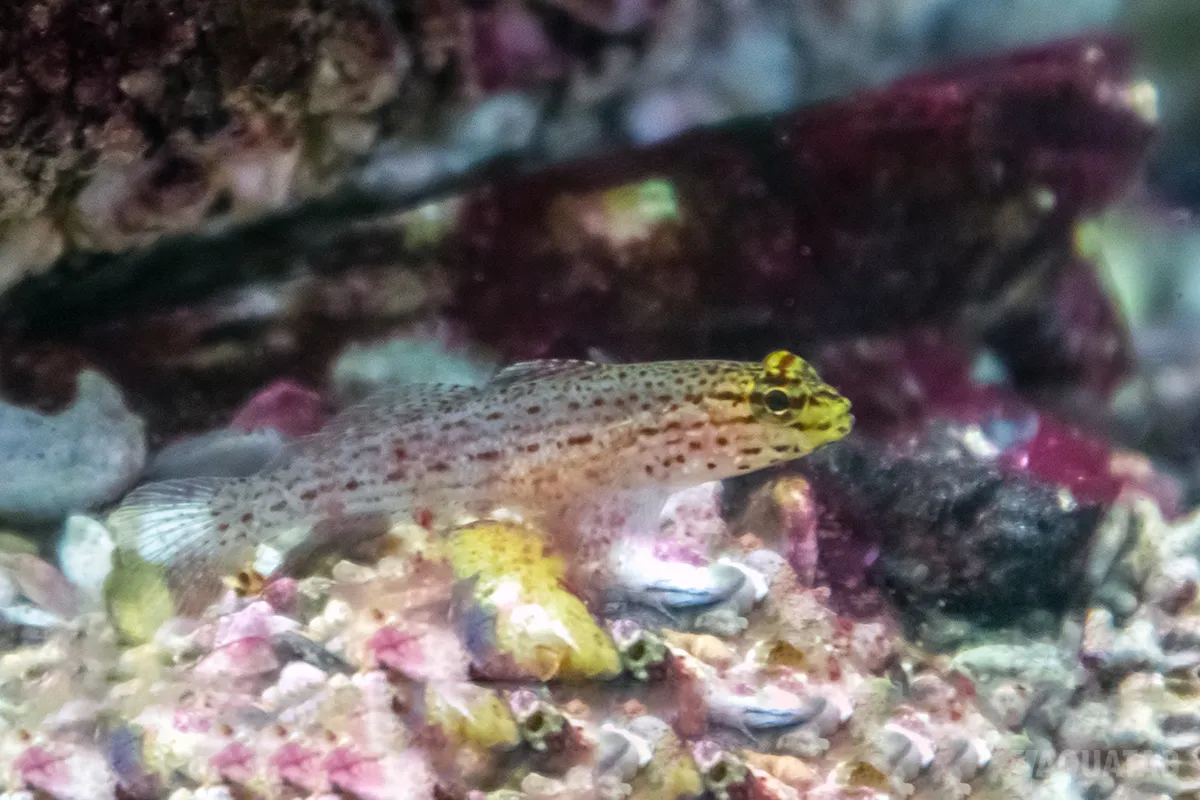 Fotografie druhu Gobius xanthocephalus