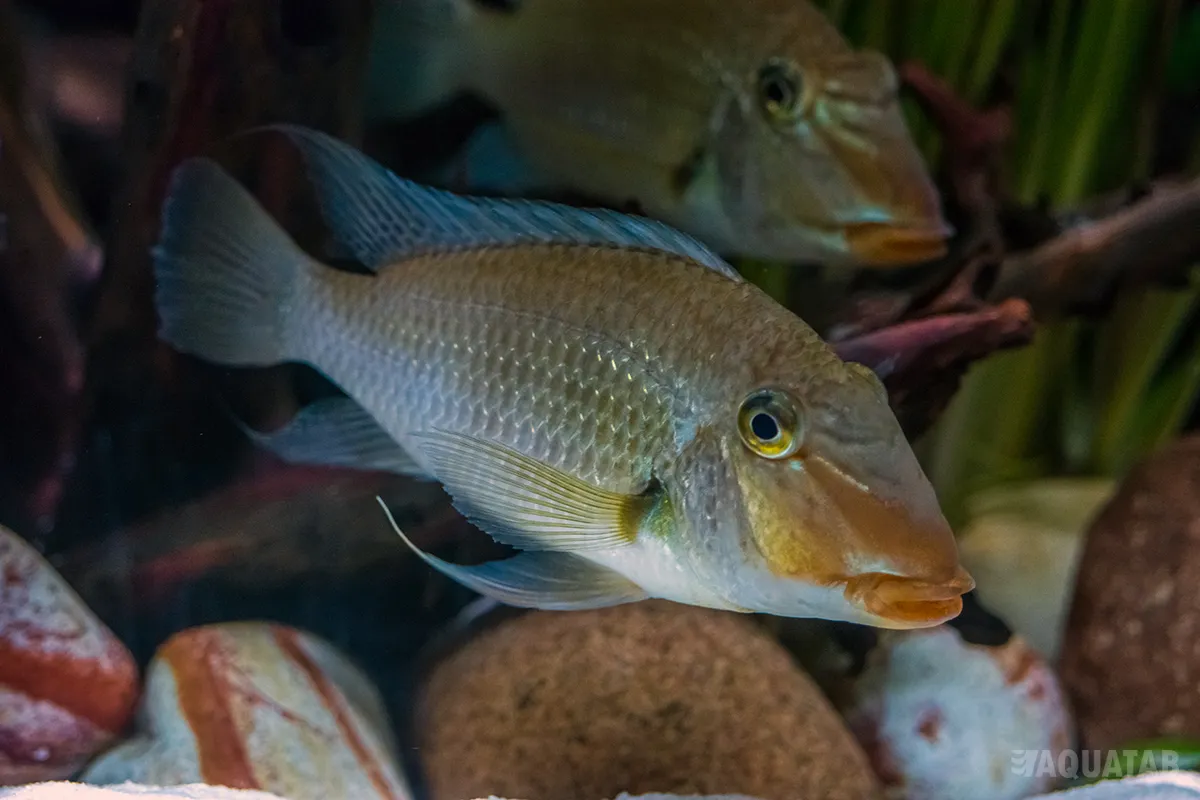 Fotografie druhu Satanoperca jurupari