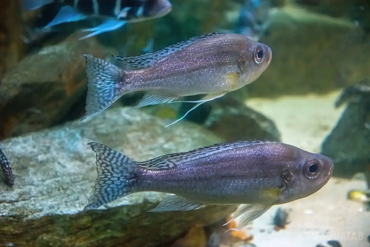 Fotografie druhu Haplotaxodon microlepis