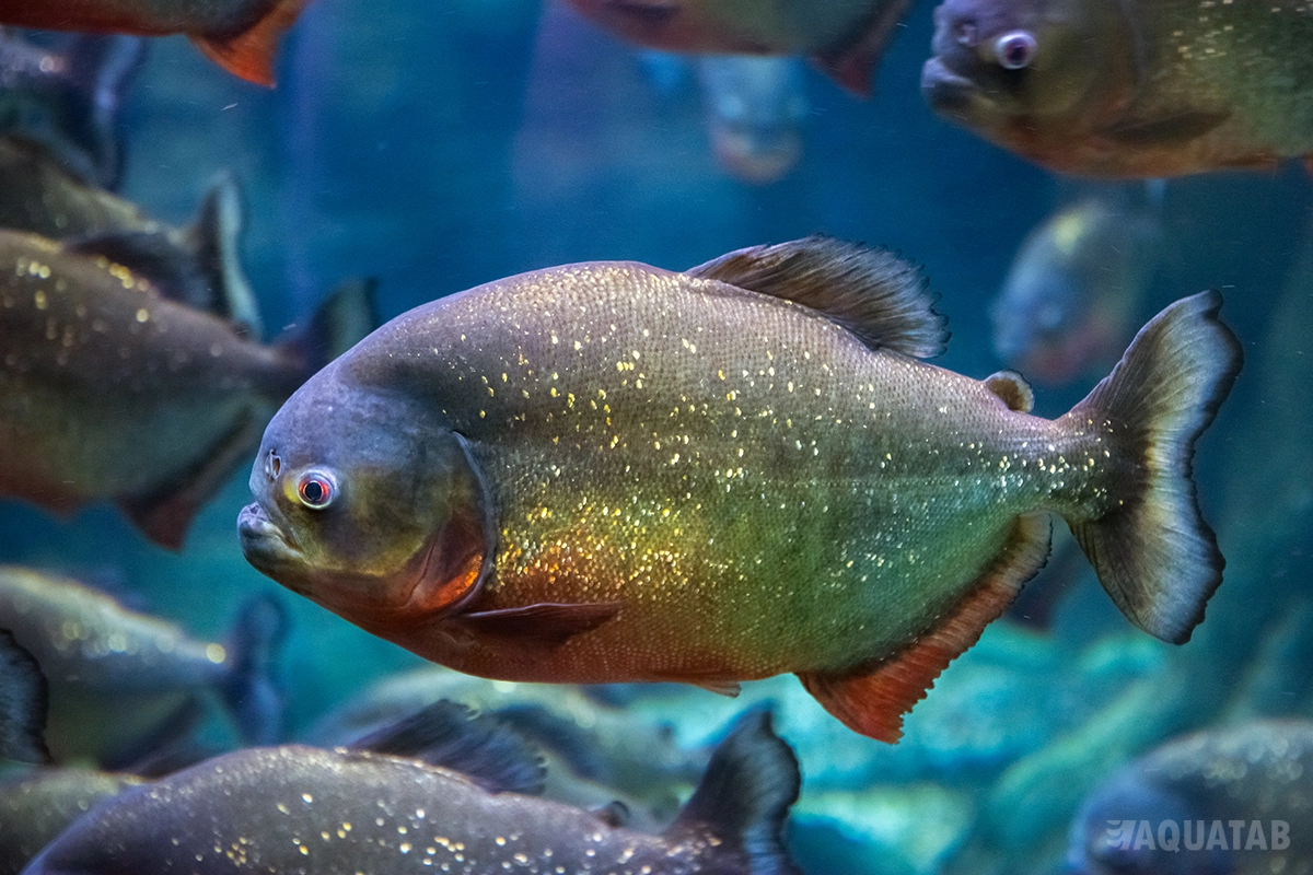 Fotografie druhu Pygocentrus nattereri