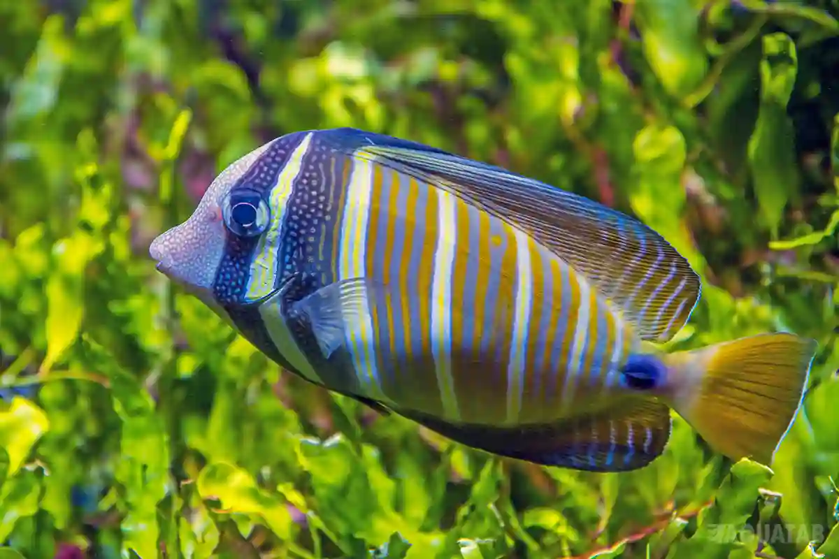 Fotografie druhu Zebrasoma velifer