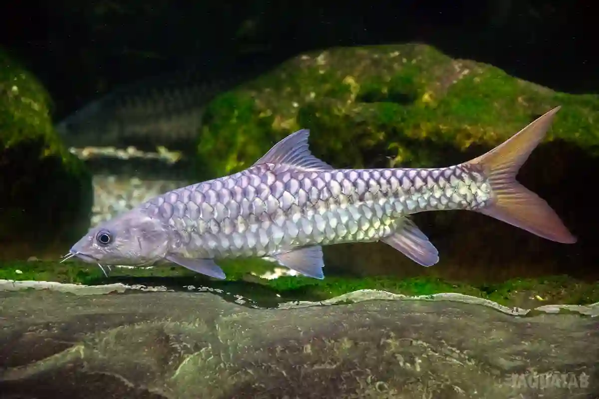 Fotografie druhu Tor putitora