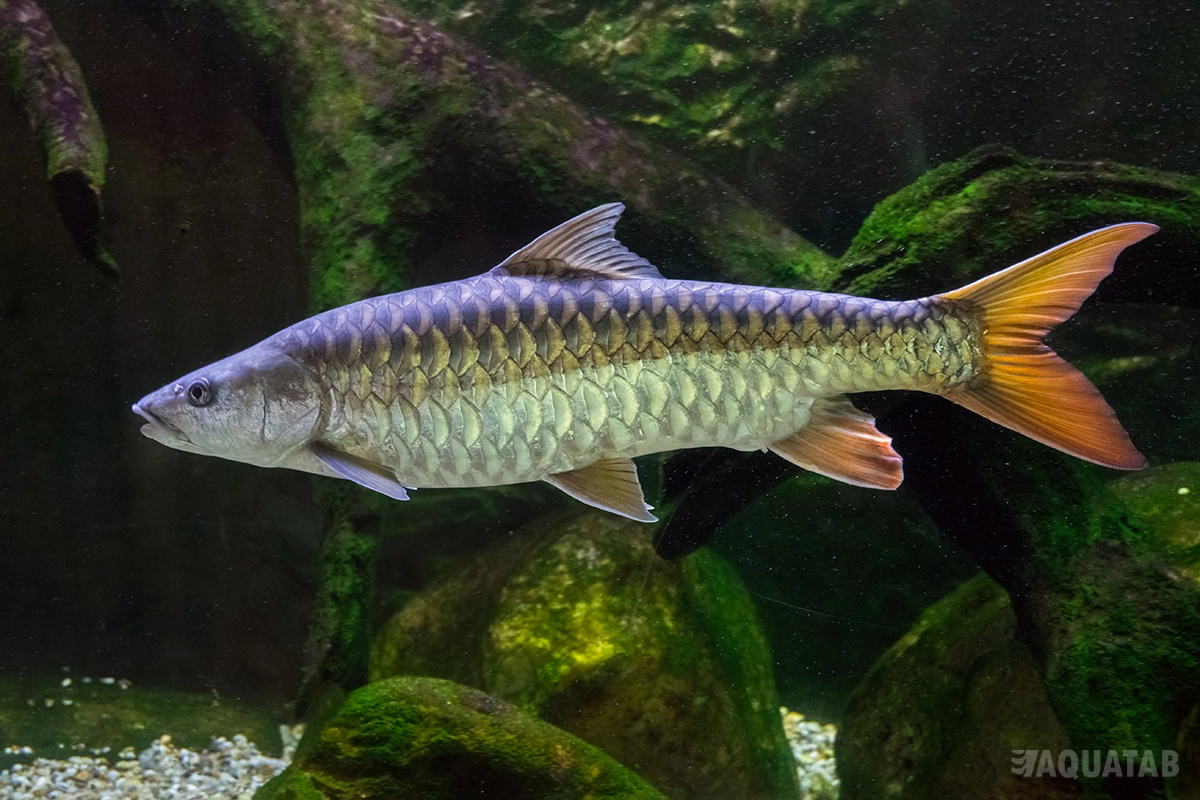 Fotografie druhu Tor putitora