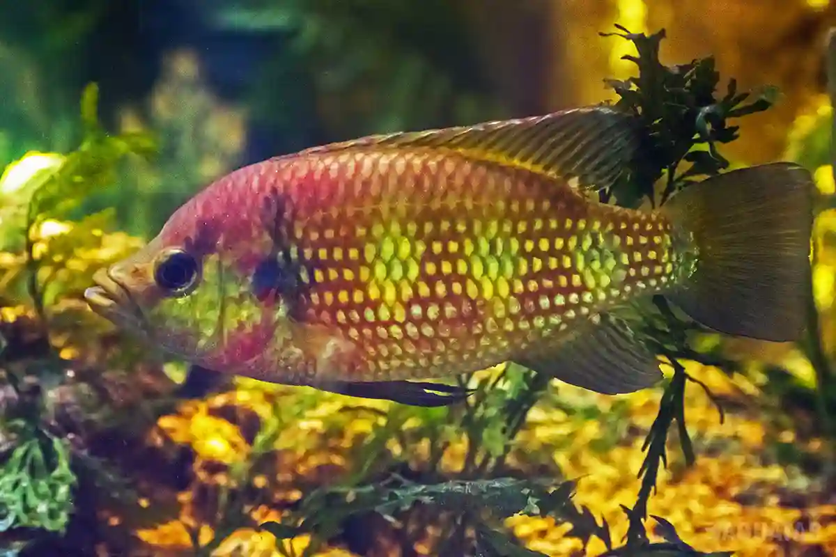 Fotografie druhu Hemichromis camerounensis