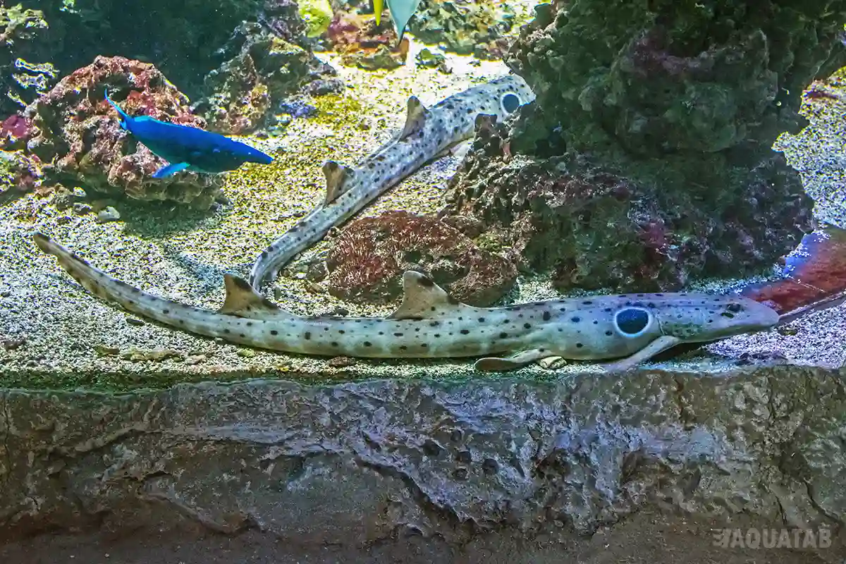Fotografie druhu Hemiscyllium ocellatum